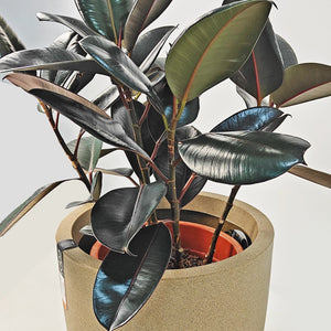 Ficus Elastica (Rubber plant) | 70 - 80 cm - Acacia Garden Center