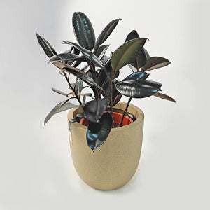 Ficus Elastica (Rubber plant) | 70 - 80 cm - Acacia Garden Center