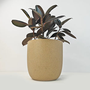 Ficus Elastica (Rubber plant) | 70 - 80 cm - Acacia Garden Center