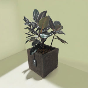 Ficus Elastica (Rubber plant) | 70 - 80 cm - Acacia Garden Center