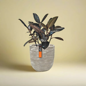 Ficus Elastica (Rubber plant) | 70 - 80 cm - Acacia Garden Center