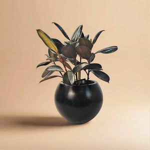 Ficus Elastica (Rubber plant) | 70 - 80 cm - Acacia Garden Center