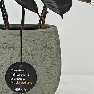 Ficus Elastica (Rubber plant) | 70 - 80 cm - Acacia Garden Center