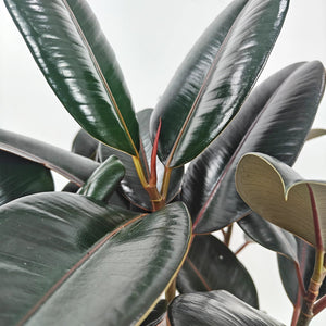 Ficus Elastica (Rubber plant) | 70 - 80 cm - Acacia Garden Center