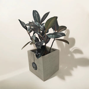 Ficus Elastica (Rubber plant) | 70 - 80 cm - Acacia Garden Center