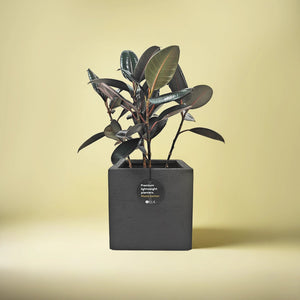 Ficus Elastica (Rubber plant) | 70 - 80 cm - Acacia Garden Center