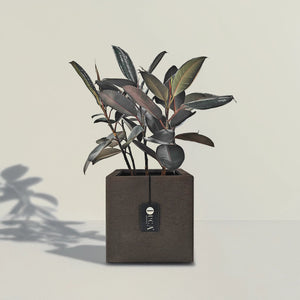 Ficus Elastica (Rubber plant) | 70 - 80 cm - Acacia Garden Center