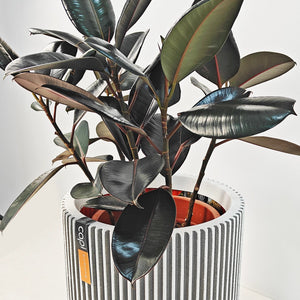 Ficus Elastica (Rubber plant) | 70 - 80 cm - Acacia Garden Center