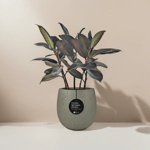 Ficus Elastica (Rubber plant) | 70 - 80 cm - Acacia Garden Center