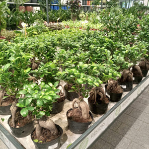 Ficus Ginseng Bonsai (Ficus microcarpa) | 30 - 35cm - Acacia Garden Center