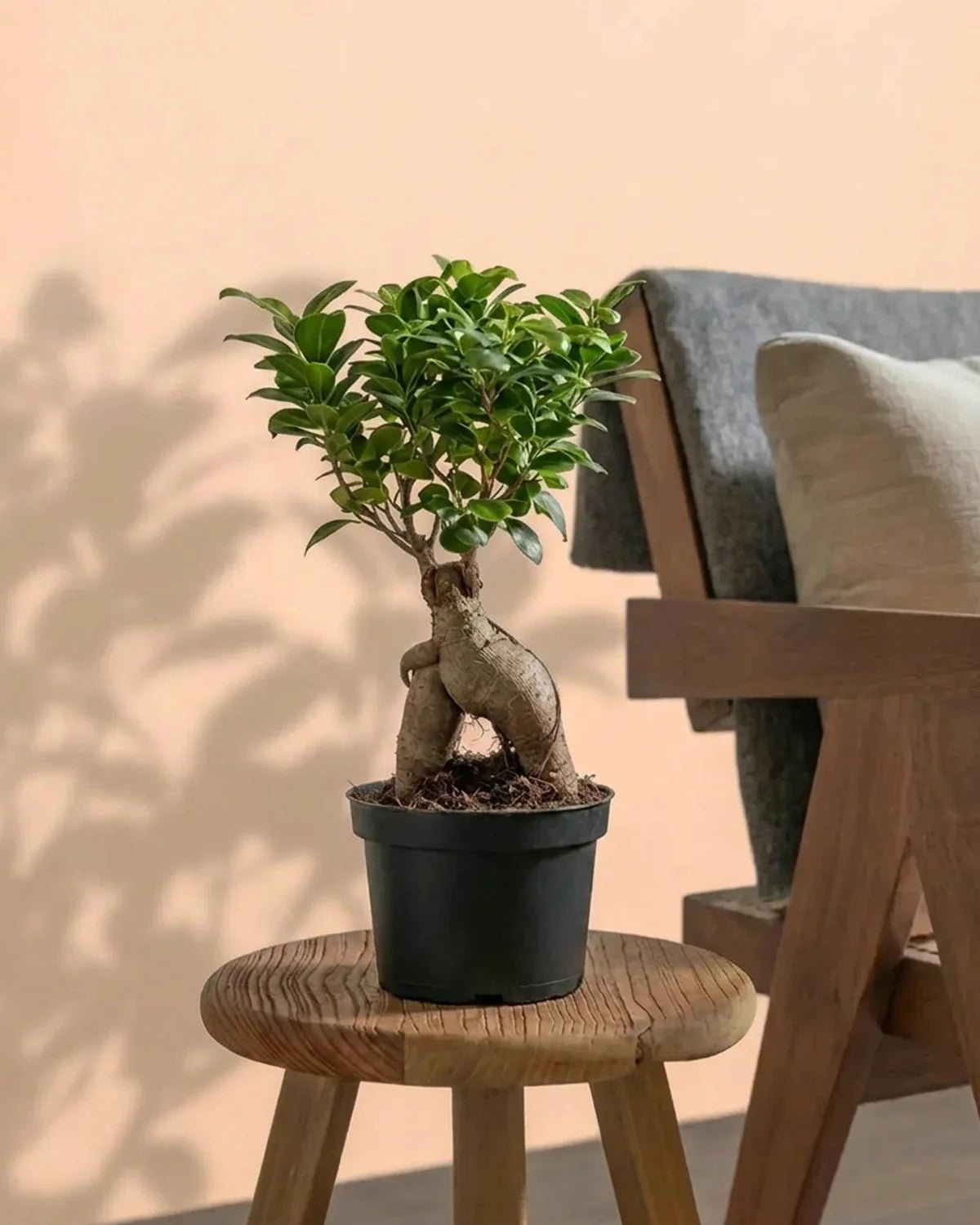 Ficus Ginseng Bonsai (Ficus Microcarpa) | Potted, 30–35 cm - Acacia Garden Center