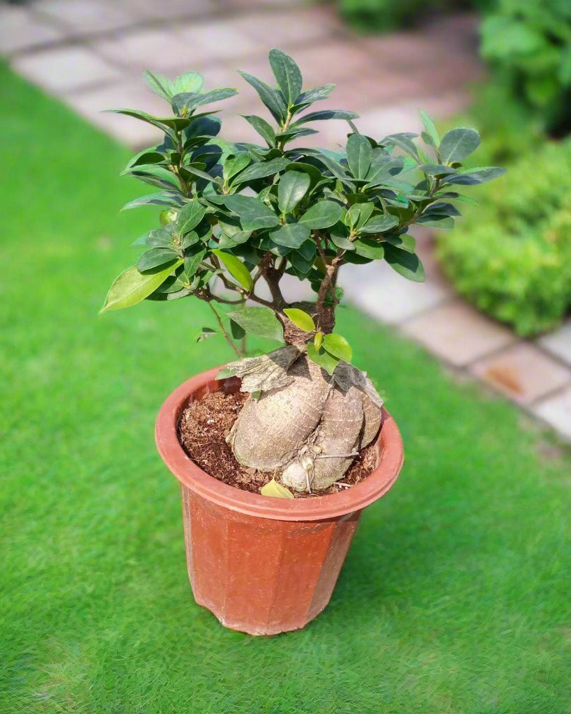 Ficus Ginseng Bonsai (Ficus Microcarpa) | Potted, 30–35 cm - Acacia Garden Center