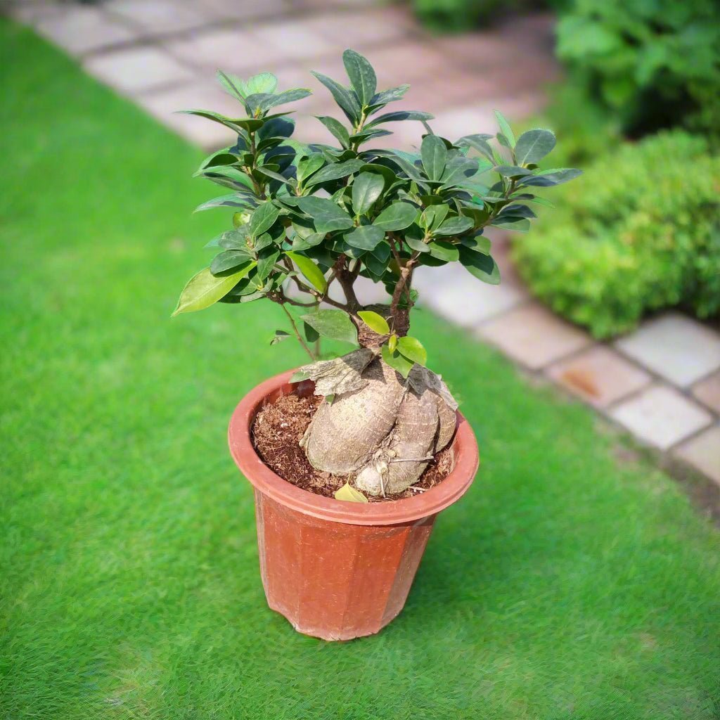 Ficus Ginseng Bonsai (Ficus Microcarpa) | Potted, 30–35 cm - Acacia Garden Center