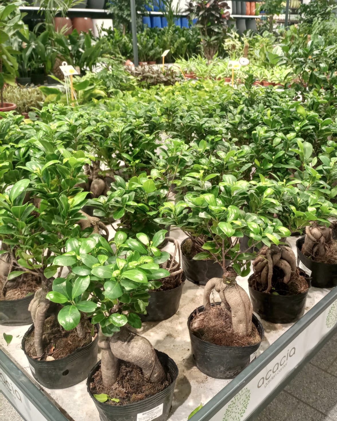 Ficus Ginseng Bonsai (Ficus Microcarpa) | Potted, 30–35 cm - Acacia Garden Center