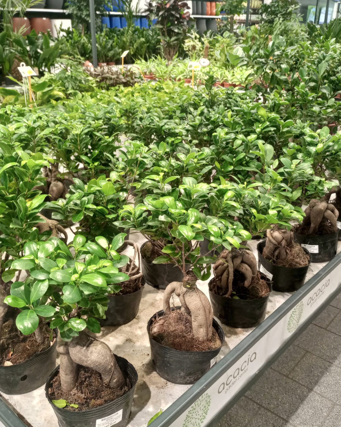 Ficus Ginseng Bonsai (Ficus Microcarpa) | Potted, 30–35 cm - Acacia Garden Center