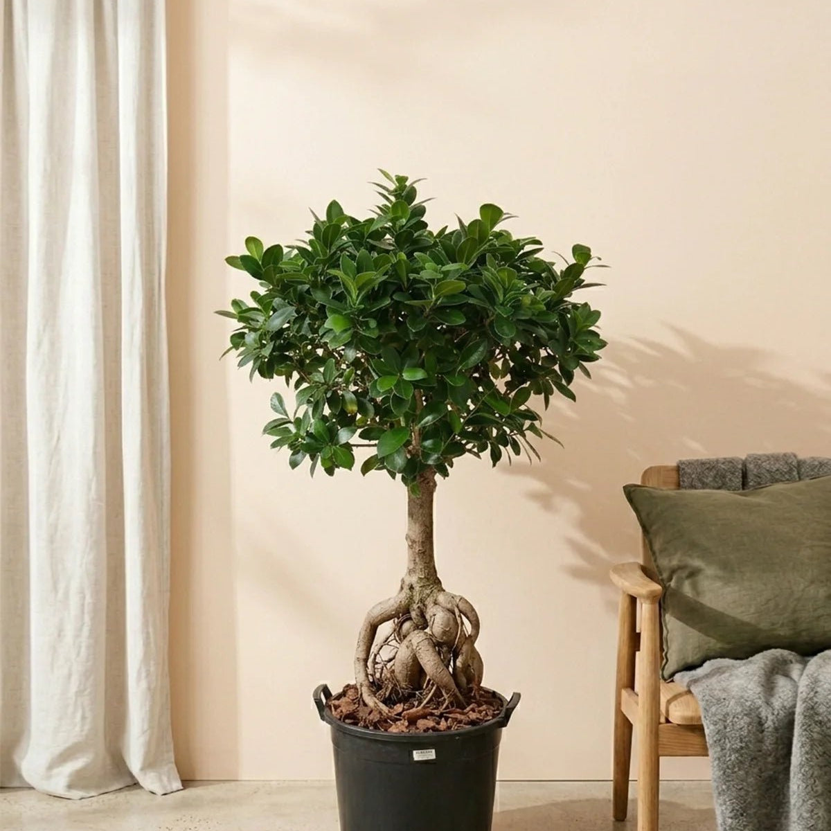 bonsai di ficus ginseng Buy Tree Ficus Ginseng Bonsai (Ficus Microcarpa)