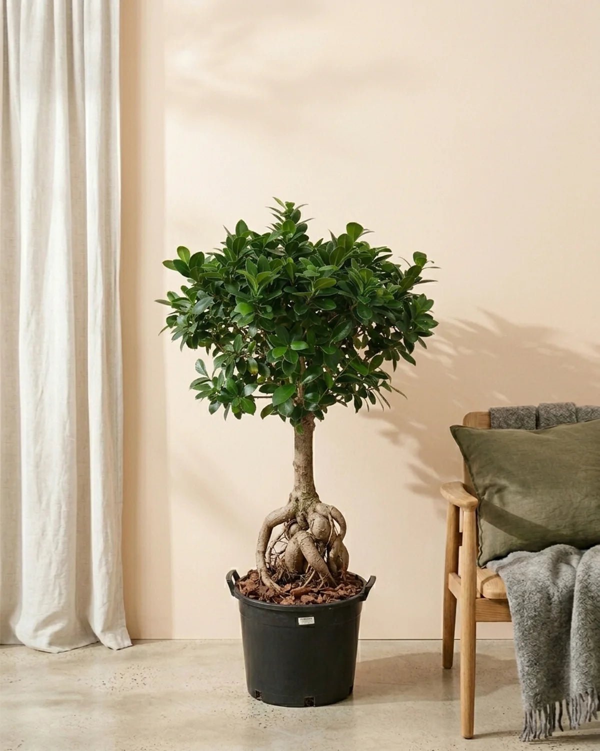 Ficus Ginseng Bonsai (Ficus microcarpa) | Tree Form, 60–90 cm - Acacia Garden Center