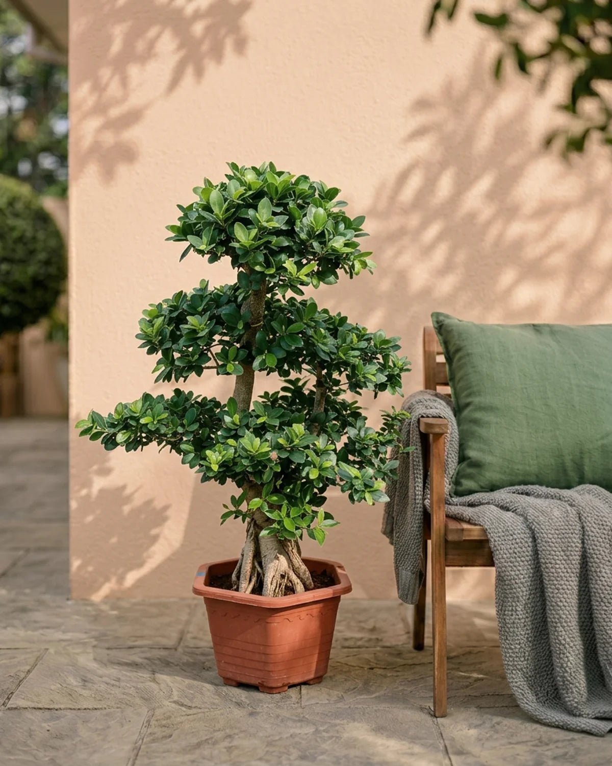 Ficus Ginseng Bonsai (Ficus microcarpa) | Tree Form, 60–90 cm - Acacia Garden Center