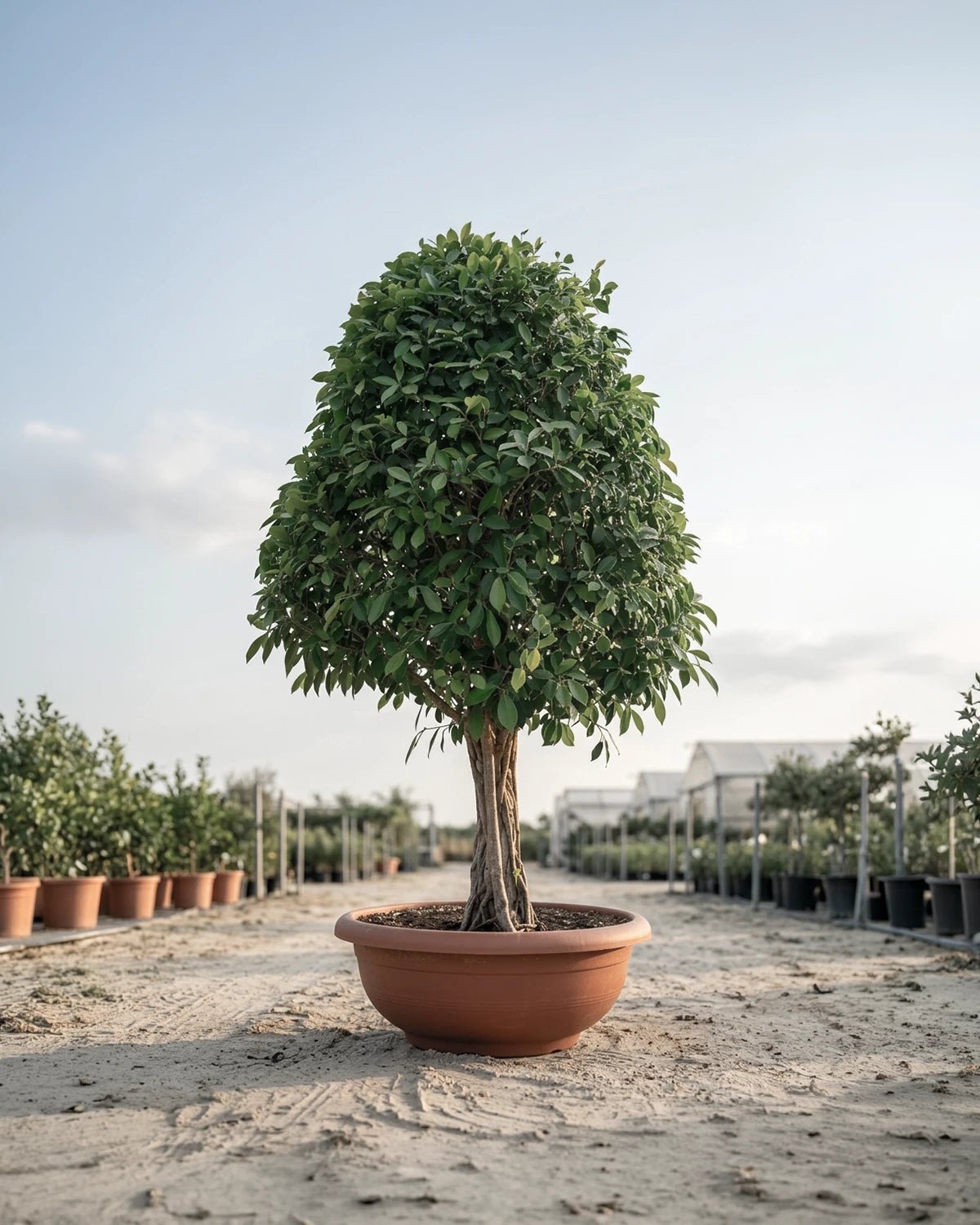 Ficus Nitida (X Mas Tree) | 1.8 - 2.0 m - Acacia Garden Center