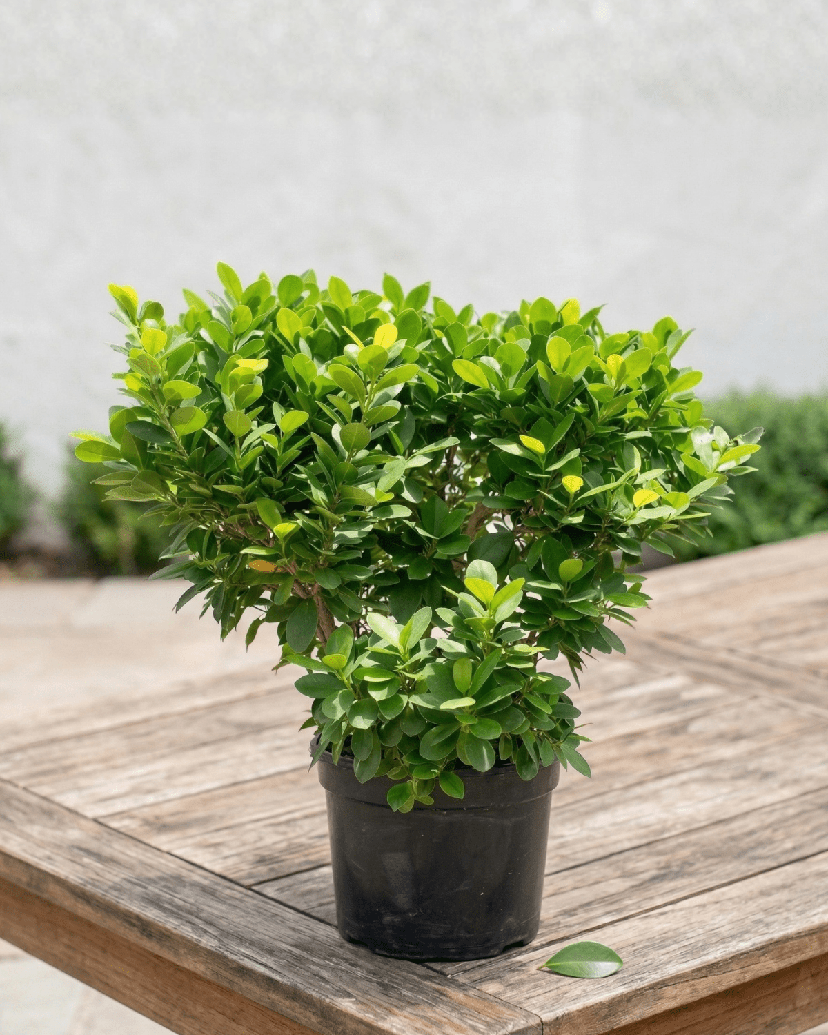Ficus Panda Ball Shape (Ficus retusa) | Topiary, 60–90 cm - Acacia Garden Center