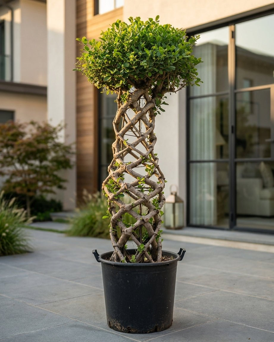 Ficus Panda Cage Shape | 1.5 - 2.0 - Acacia Garden Center