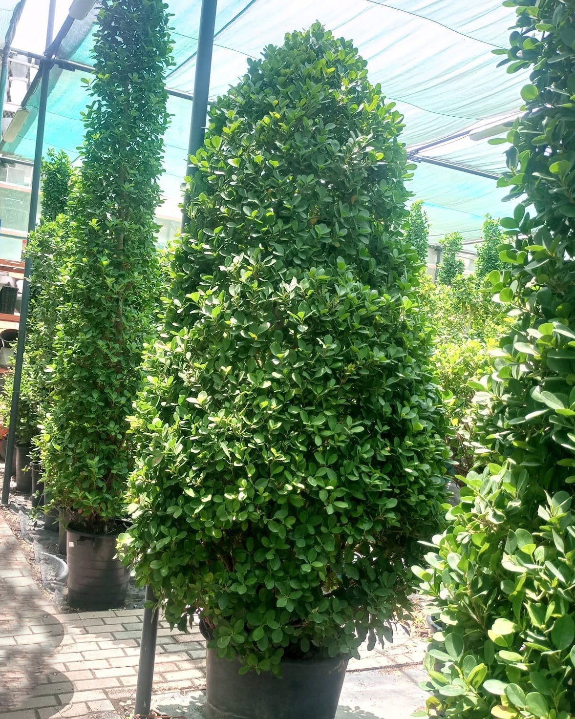 Ficus Panda (Ficus retusa) | Cone Shape, Multiple Sizes - Acacia Garden Center
