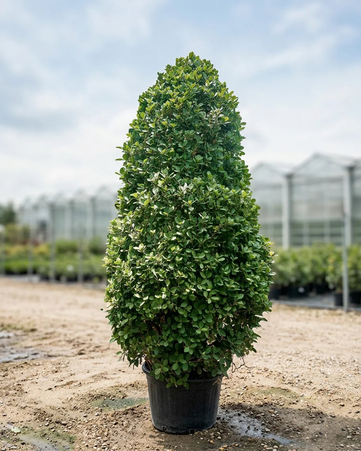 Ficus Panda (Ficus retusa) | Cone Shape, Multiple Sizes - Acacia Garden Center