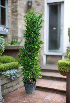 Ficus Panda (Ficus Retusa Panda) - Acacia Garden Center