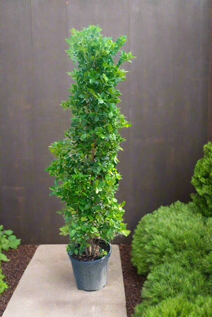 Ficus Panda (Ficus Retusa Panda) - Acacia Garden Center