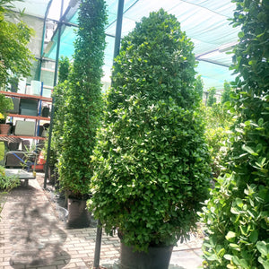 Ficus Panda (Ficus Retusa Panda) - Acacia Garden Center