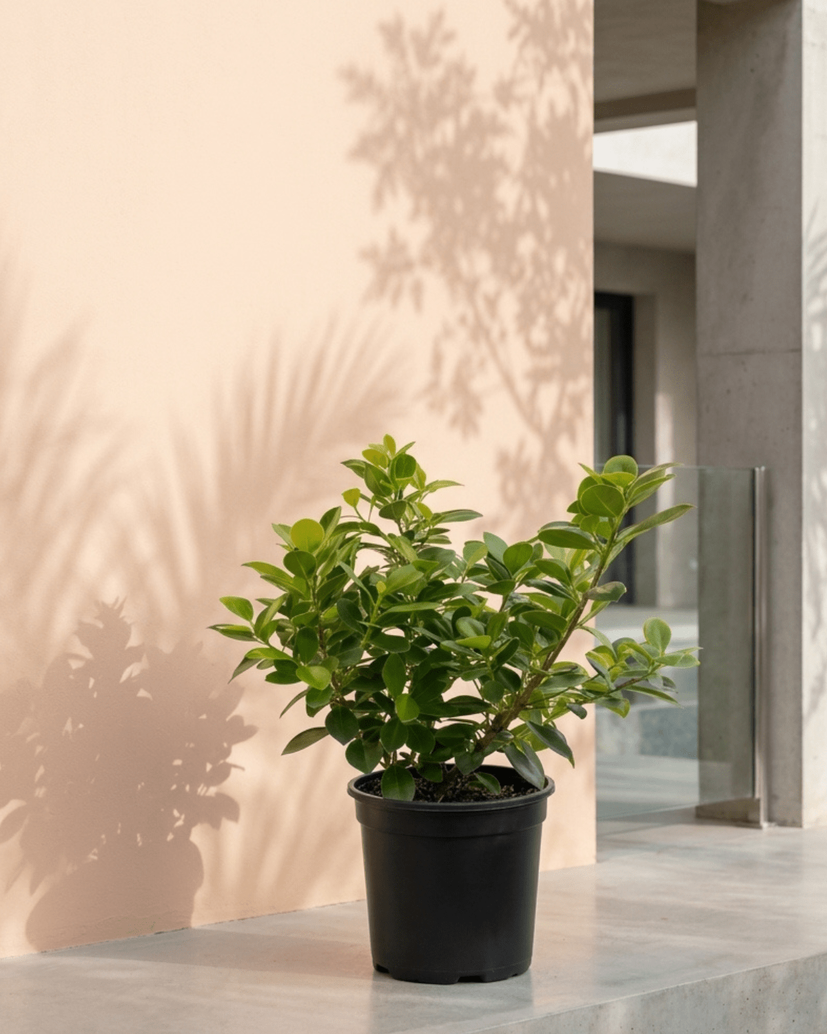 Ficus Panda (Ficus retusa) | Standard Form, 30–60 cm - Acacia Garden Center
