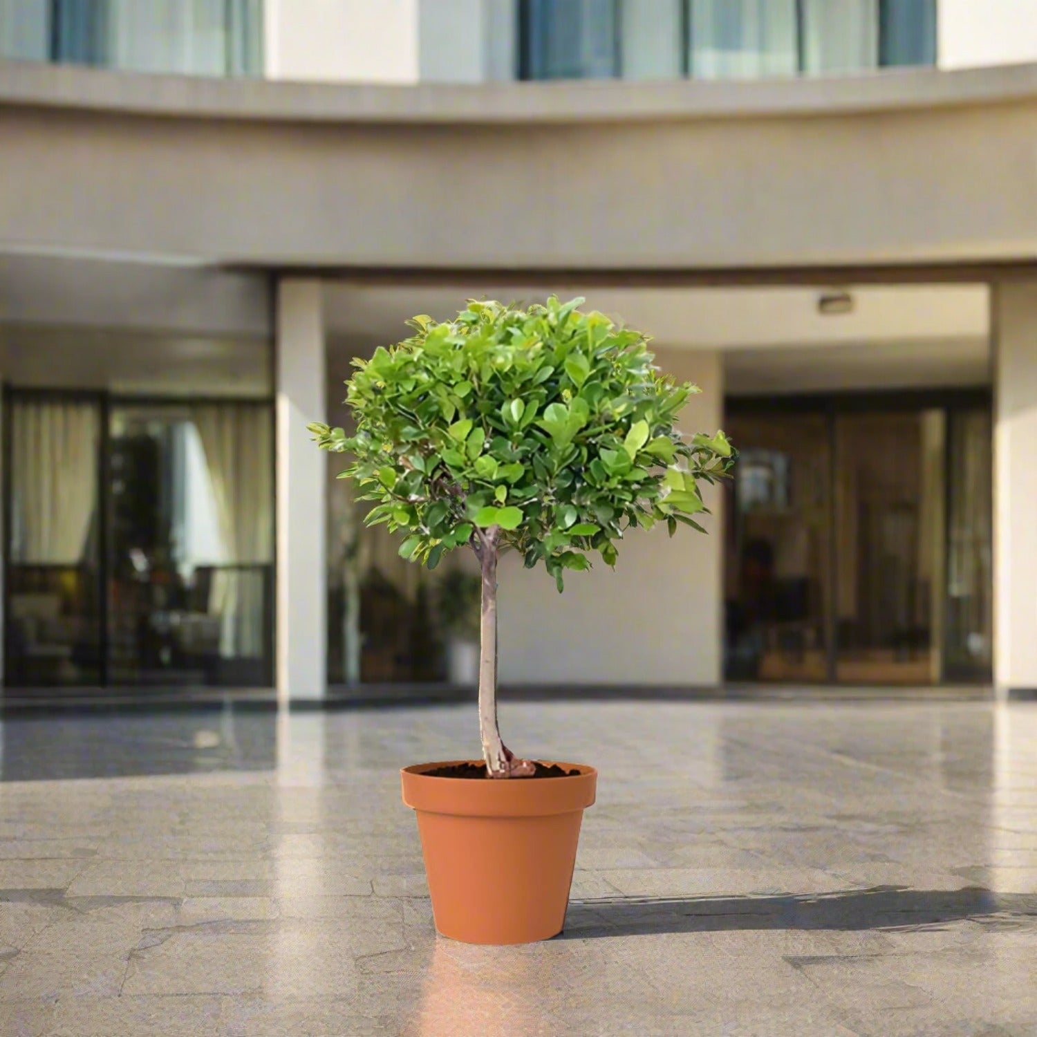 Ficus Panda Single Head (Ficus retusa) 1.0 - 1.2 m - Acacia Garden Center