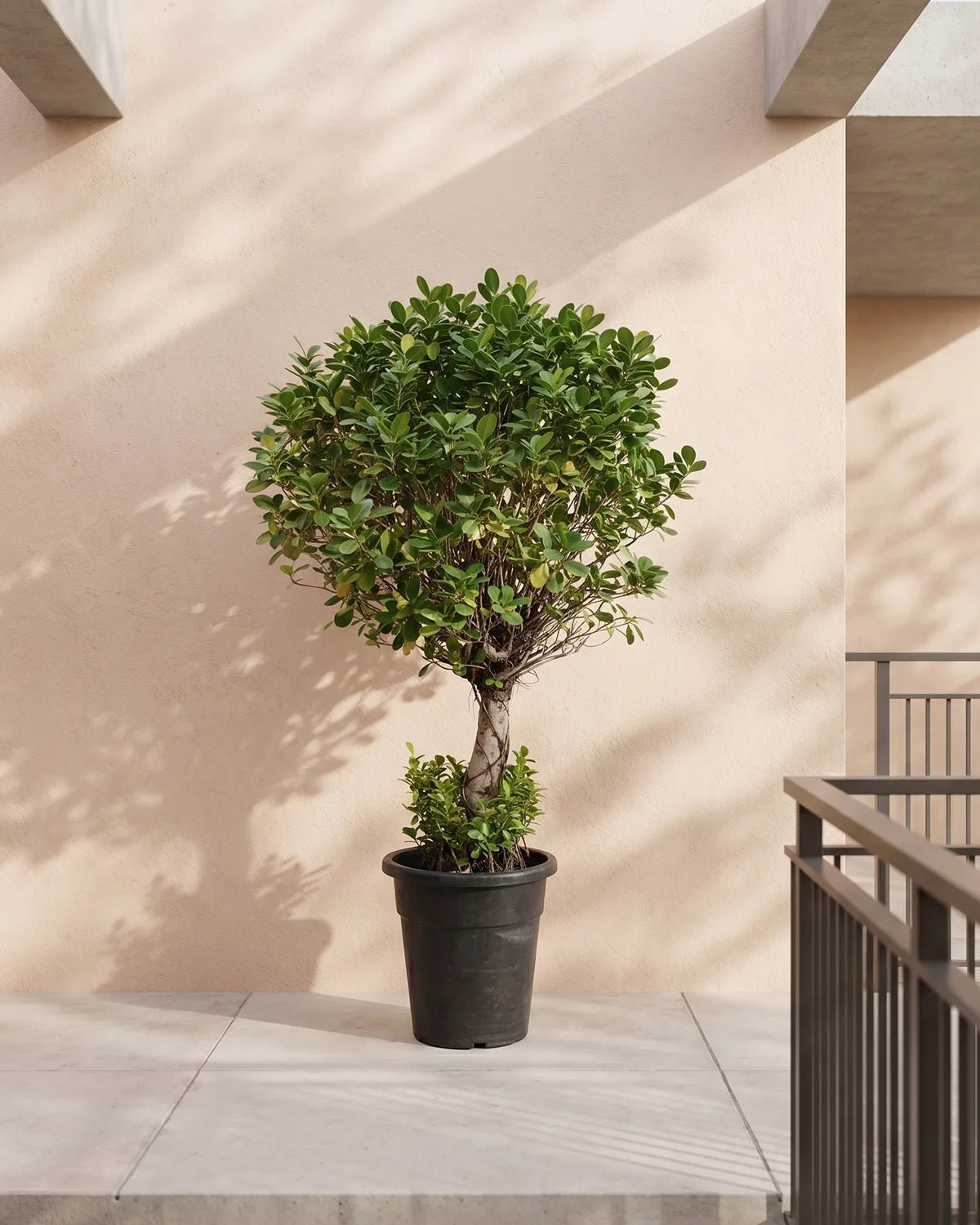 Ficus Panda Single Head (Ficus retusa) | 1.0–1.2 m - Acacia Garden Center