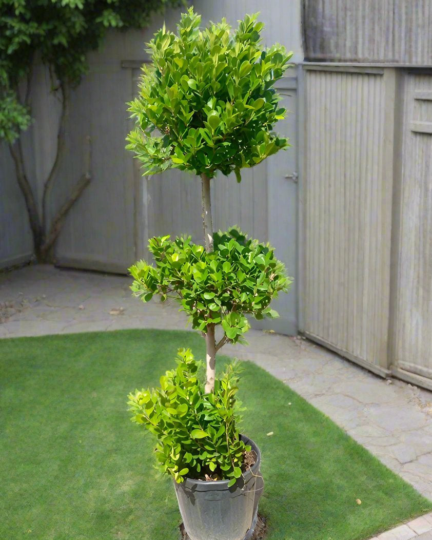 Ficus Panda Three Steps (Ficus retusa) | 1.5 - 1.8 m - Acacia Garden Center