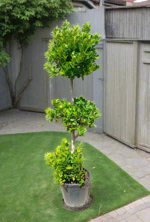 Ficus Panda Three Steps (Ficus retusa) | 1.5 - 1.8 m - Acacia Garden Center