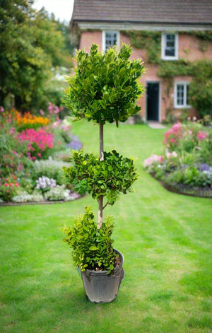 Ficus Panda Three Steps (Ficus retusa) | 1.5 - 1.8 m - Acacia Garden Center