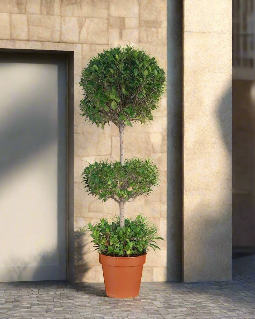 Ficus Panda Three Steps (Ficus retusa) | 1.5 - 1.8 m - Acacia Garden Center