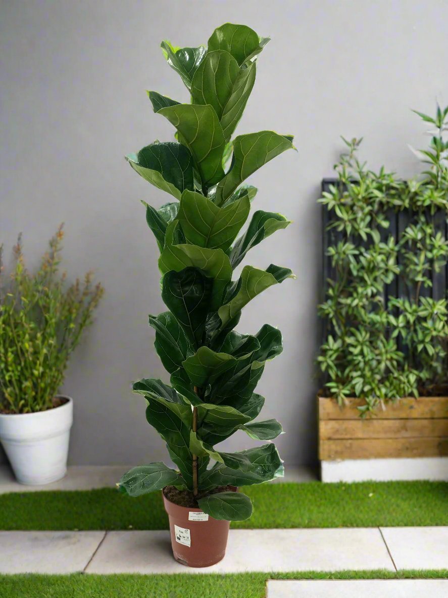 Fiddle Leaf Fig (Ficus lyrata) | Floor Plant, 1.0–1.3 m - Acacia Garden Center