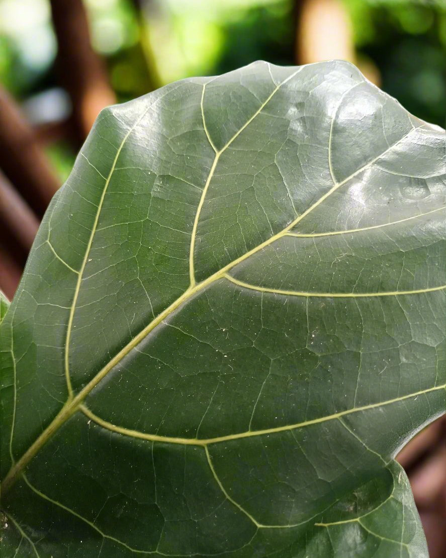 Fiddle Leaf Fig (Ficus Lyrata or Banjo Fig) | 1.0 - 1.3 m - Acacia Garden Center