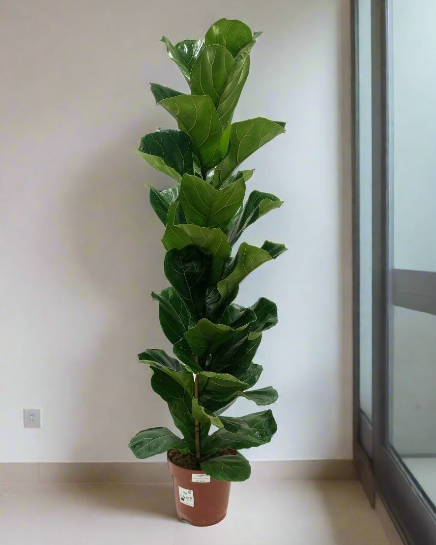 Fiddle Leaf Fig (Ficus Lyrata or Banjo Fig) | 1.0 - 1.3 m - Acacia Garden Center