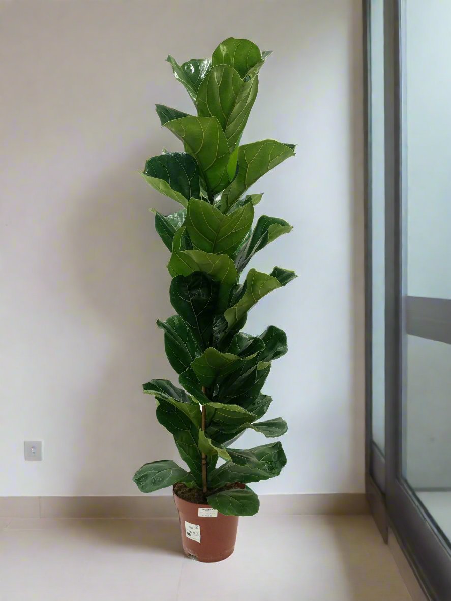 Fiddle Leaf Fig (Ficus Lyrata or Banjo Fig) | 1.0 - 1.3 m - Acacia Garden Center