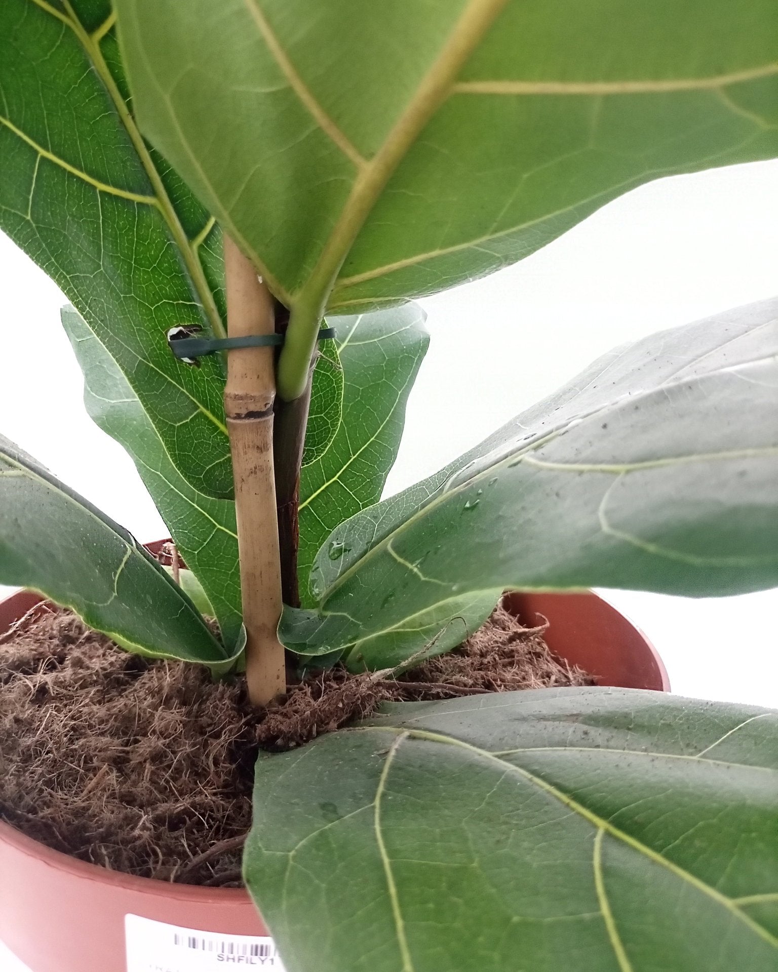Fiddle Leaf Fig (Ficus Lyrata or Banjo Fig) | 1.0 - 1.3 m - Acacia Garden Center
