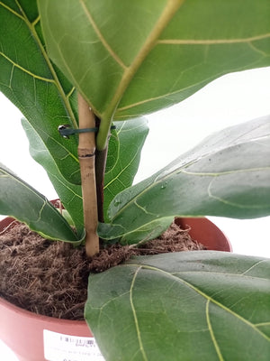 Fiddle Leaf Fig (Ficus Lyrata or Banjo Fig) | 1.0 - 1.3 m - Acacia Garden Center