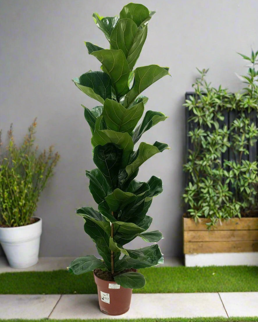 Fiddle Leaf Fig (Ficus Lyrata or Banjo Fig) | 1.0 - 1.3 m - Acacia Garden Center