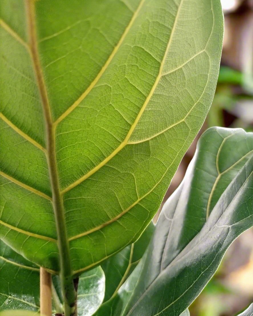 Fiddle Leaf Fig (Ficus Lyrata or Banjo Fig) | 1.0 - 1.3 m - Acacia Garden Center