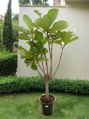 Fiddle Leaf Fig (Ficus Lyrata or Banjo Fig) | 1.0 - 1.5m - Acacia Garden Center