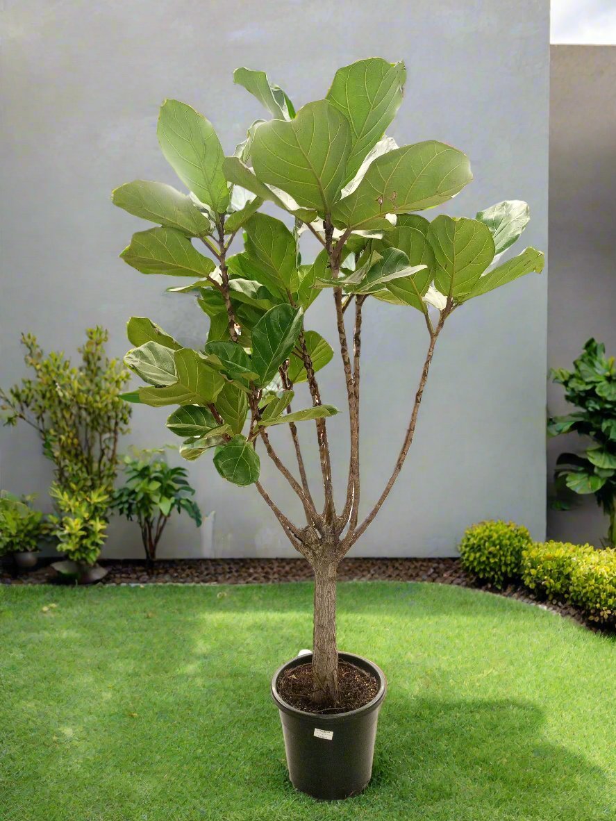 Fiddle Leaf Fig (Ficus Lyrata or Banjo Fig) | 1.0 - 1.5m - Acacia Garden Center