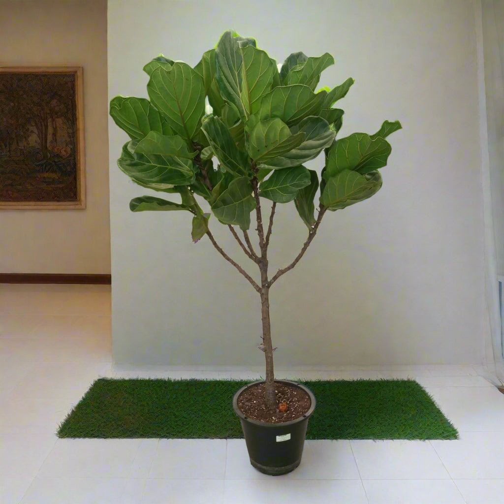 Fiddle Leaf Fig (Ficus lyrata or Banjo fig) | 1.2 - 1.5 m - Acacia Garden Center
