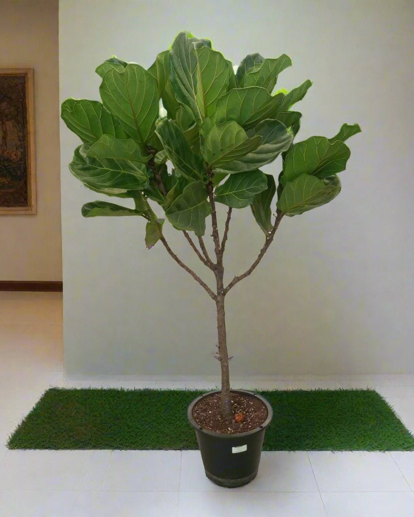 Fiddle Leaf Fig (Ficus lyrata) | Tall Floor Plant, 1.2–1.5 m - Acacia Garden Center