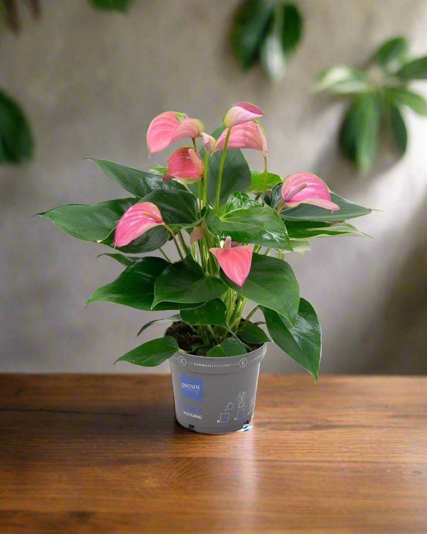 Flamingo Flower (Anthurium andraeanum) | Compact, 40–50 cm - Acacia Garden Center